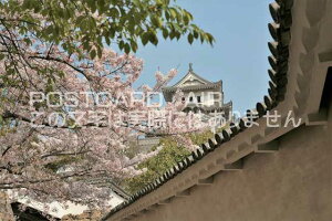 y{̕i^PH̃|XgJ[hzɌPHsPĤ͂nKL photo by MIRO