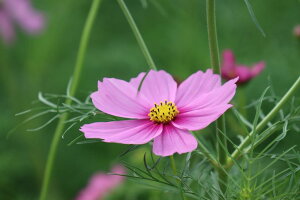 【日本の風景ポストカード】秋 ピンク コスモス ポストカード1はがき photo by MIRO