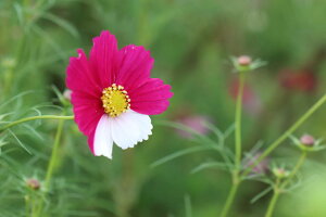 y{̕i|XgJ[hzH sscaLO̐ԐF F RXX |XgJ[h2͂ photo by MIRO