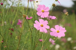【日本の風景ポストカード】秋 東京都立川市国営昭和記念公園 ピンク コスモス ポストカードはがき photo by MIRO
