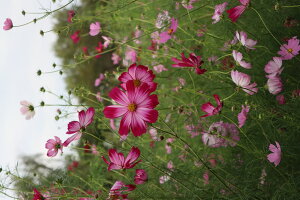 【日本の風景ポストカード】秋 東京都立川市国営昭和記念公園 ピンク コスモス ポストカードはがき photo by MIRO