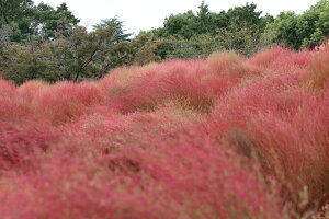 【日本の風景ポストカード】秋 東京都立川市国営昭和記念公園 コキア ポストカードはがき photo by MIRO