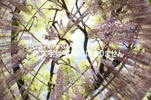 y{̕i|XgJ[hzt[p[Nɂ铡̉ԁ@͂nKLt photo by MIRO