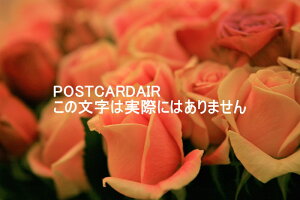 y{̕i|XgJ[hzsNFKN̉ԑ̃nKL͂@photo by MIRO