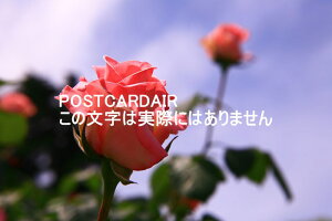 y{̕i|XgJ[hzVɌĉԍ炭sNFKÑnKL͂@photo by MIRO