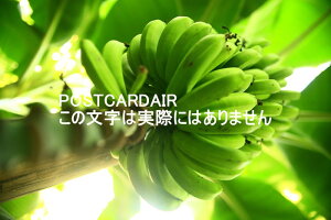 yÃ|XgJ[hzoii̖؂̃nKL͂@photo by MIRO