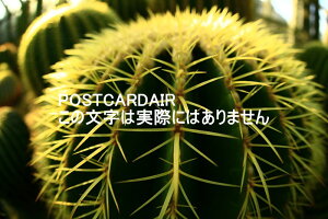 yÃ|XgJ[hAIRzΐF̑傫ȃT{ẽ|XgJ[hGt͂nKL