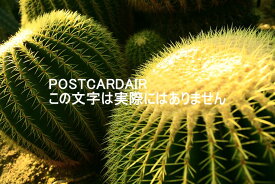 【植物のポストカードAIR】緑色の大きなサボテンのポストカード絵葉書はがきハガキ