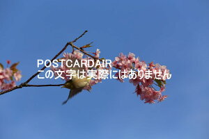 {̕i|XgJ[h@ÉΌS͒ÍƃWij̗tnKL͂ photo by MIRO