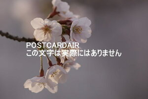 y{̕i|XgJ[hzʌsz̍2021N̂͂nKLt photo by MIRO