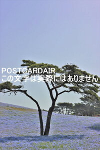y{̕i|XgJ[hAIRz'錧scЂCl'ltB̋û͂nKLt photo by MIRO