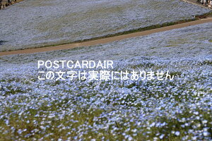 y{̕i|XgJ[hAIRz'錧scЂCl'ltB̋û͂nKLt photo by MIRO