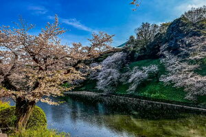 y{̕i|XgJ[hziٕt߂猩{ق̍Ɨ΂̊Gt͂nKLt