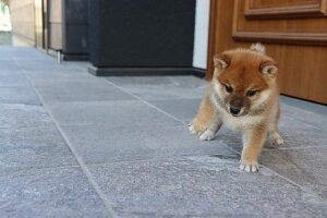 ỹ|XgJ[hz΃}VoČ̃|XgJ[htnKL͂