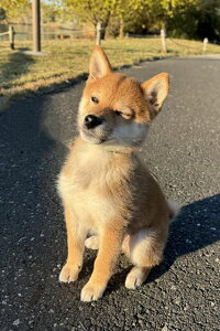 ỹ|XgJ[hzEB铤ĂČ̗tnK@photo by MIRO