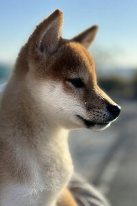 ỹ|XgJ[hzČẲiCN^Ẽ}Voj̃nKL͂t2photo by MIRO