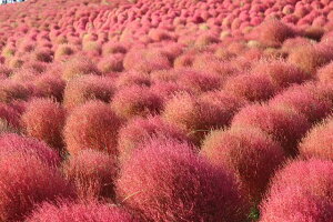 y{̕i|XgJ[hz錧cЂClH̃RLÅGt14͂photo by MIRO