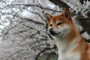 ỹ|XgJ[hz킢炵ČƍuCN^Ẽ}Vov̂͂5photo by MIRO