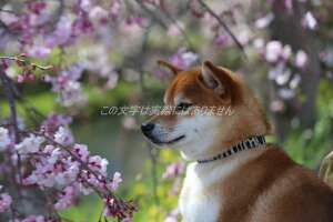 ỹ|XgJ[hz킢炵ČƍuCN^Ẽ}Vov̂͂7photo by MIRO