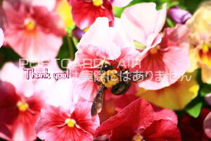 uThank you!v|XgJ[hGtnKL͂ @͂