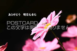 u肪Ƃ@܂vRXX̕|XgJ[hGtnKL͂