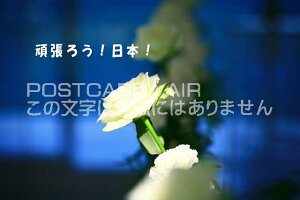 u撣낤I{Iv|XgJ[hGtnKL͂