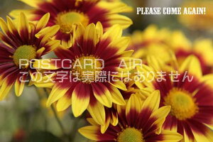 uPLEASE COME AGAINv|XgJ[hGtnKL͂