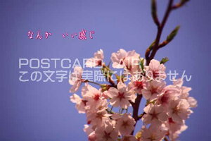 uȂ񂩁@ṽJ[h|XgJ[hGtnKL͂