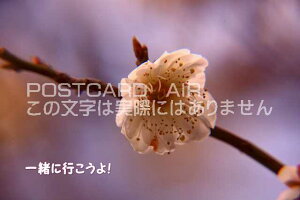 uꏏɍsIṽJ[h|XgJ[hGtnKL͂