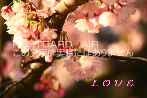 uLOVEṽJ[h|XgJ[hGtnKL͂@Ȃ̋C`J[hł