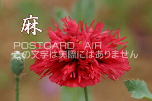 uv̉Ԃ̃J[h|XgJ[hGtnKL͂