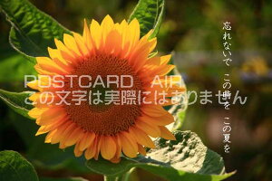 uYȂŁ@̎@̉ĂvXJCc[̃J[h|XgJ[hGtnKL͂