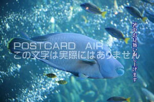 yG߉ă|XgJ[hAIRzu\グ܂Ivi|ItBbVẴJ[h|XgJ[hGtnKL͂