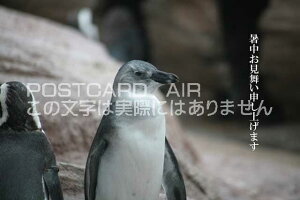 yG߉ă|XgJ[hAIRzu\グ܂IvyMẴJ[h|XgJ[hGtnKL͂