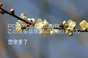 ytœ`|XgJ[hAIRzuVhꗹvłl̈ӖB~̊GtnKLpostcard-photo by MIRO