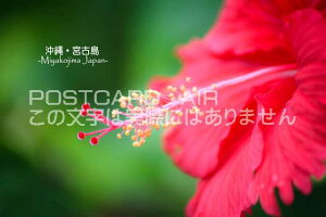 {̊όn|XgJ[hAIRzuE{ÓMiyakojima JapanvnCrXJX̗t͂nKL@photo by MIRO