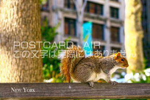 yAJ̊όn|XgJ[hAIRzuNew Yorkvj[[NZgp[N/X̗t͂nKL@photo by MIRO