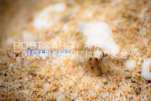 yĂ̈A|XgJ[hzuc\グ܂Happy Summer DaysvhJ̗tEnKL@photo by MIRO