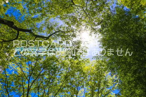 yĂ̈A|XgJ[hzuc\グ܂Happy Summer DaysvVh̐X̗tEnKL@photo by MIRO