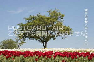 yG߂̈A|XgJ[hzu\グ܂Bv`[bvԂƖ؂̃nKL@photo by MIRO