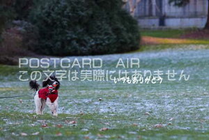 ỹ|XgJ[hzu肪Ƃṽ|XgJ[h̃nKL@photo by MIRO