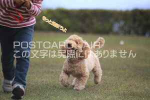 yȃ|XgJ[hzuƗVڂv̗t@nKL@photo by MIRO