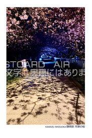 【春のポストカード】「KAWAZU SHIZUOKA 静岡県河津の海」夜桜の葉書　ハガキ　photo by MIRO