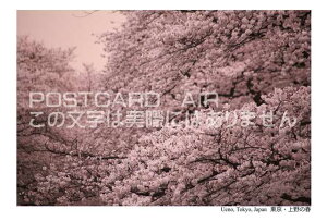 y`|XgJ[hzuUeno, Tokyo, JapanȄtv̗̍t@nKL@photo by MIRO