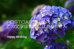 yâj|XgJ[hzuHappy BirthdayvAWTC̎zԗtnKL@photo by MIRO