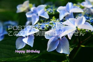 yâj|XgJ[hzuHappy BirthdayvAWTC̎zԗtnKL@photo by MIRO