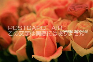 yâj|XgJ[hzuHappy BirthdayvKN̗tnKL@photo by MIRO