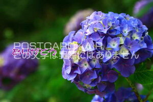 yӂ̃|XgJ[hzu肪ƂvAWTCzԂ̗tnKL@photo by MIRO