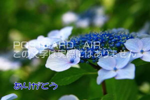 yӂ̃|XgJ[hzu肪ƂvAWTCzԂ̗tnKL@photo by MIRO