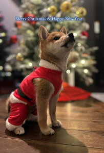 yNX}X̃|XgJ[hz}Vo̎qT^ uMerry Christmas & Happy New YearvtnKL yY@photo by MIRO